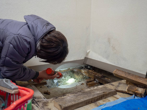 Best Environmental Consulting for Mold Prevention  in Salida Del Sol Estates, TX